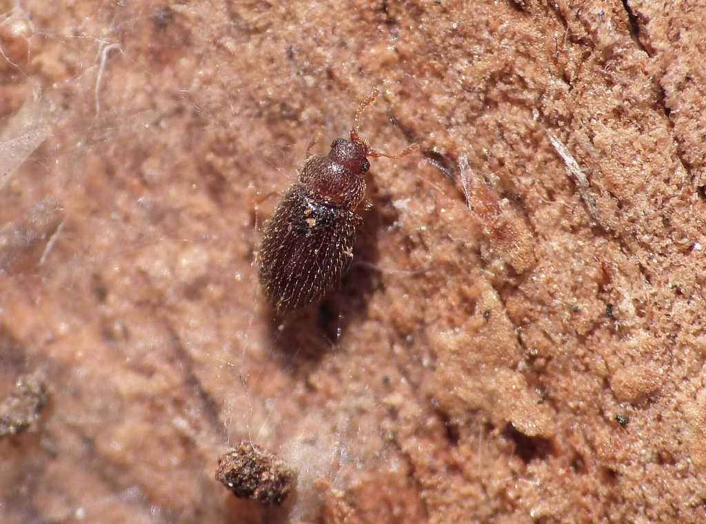 Coleottero microscopico (Migneauxia sp.? - Latridiidae)